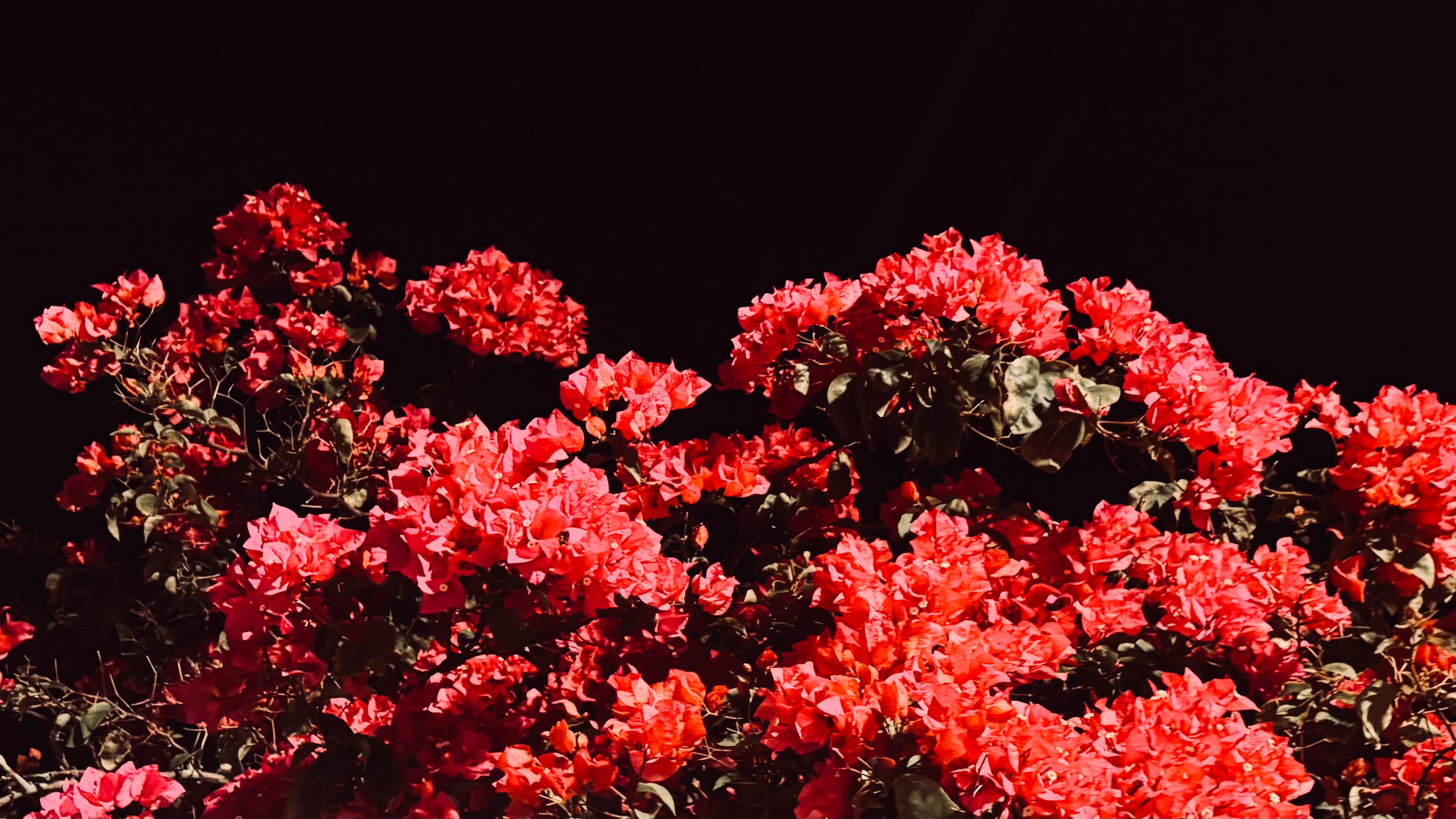 Flower Series